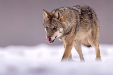 eagle-and-wolves-poland