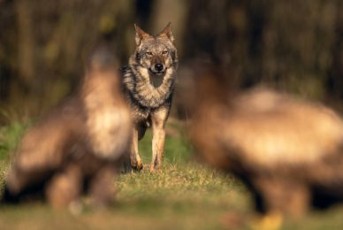 eagle-and-wolves-poland